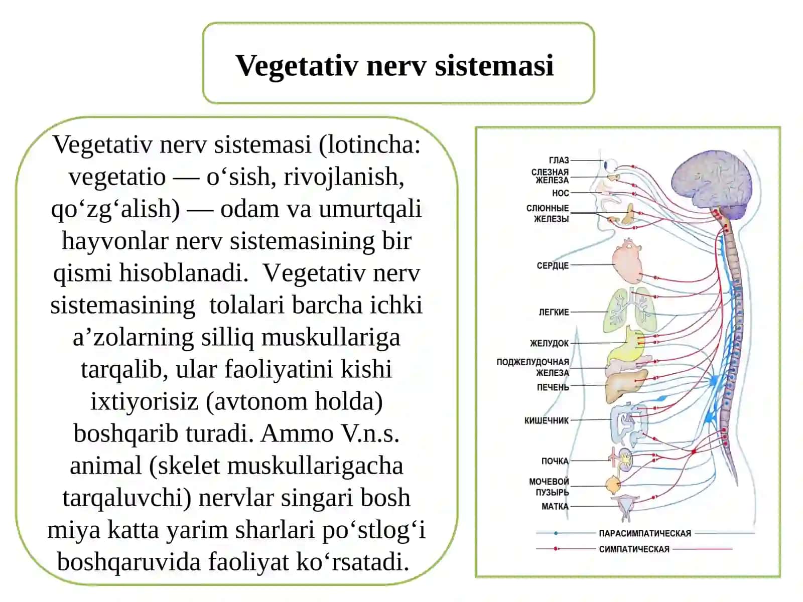 Vegetativ nerv sistemasi 3
