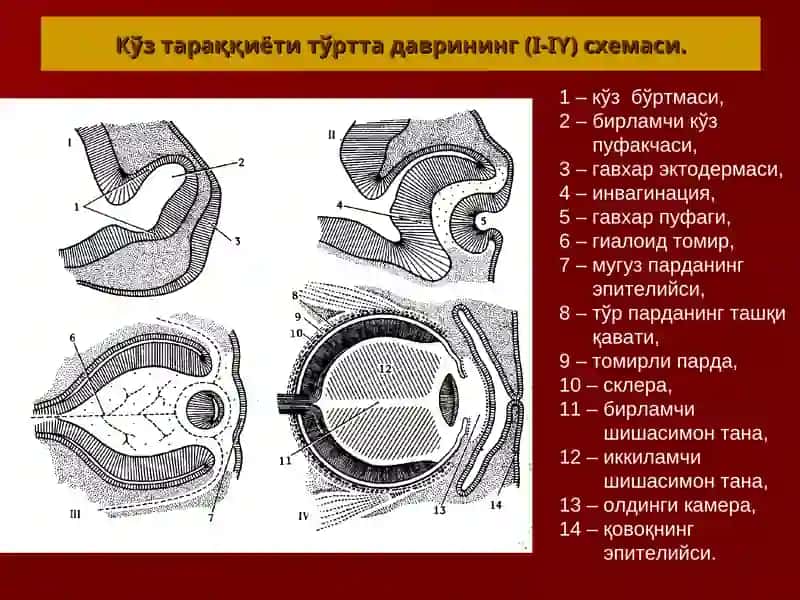 СЕЗУВ АЪЗОЛАРИ 3