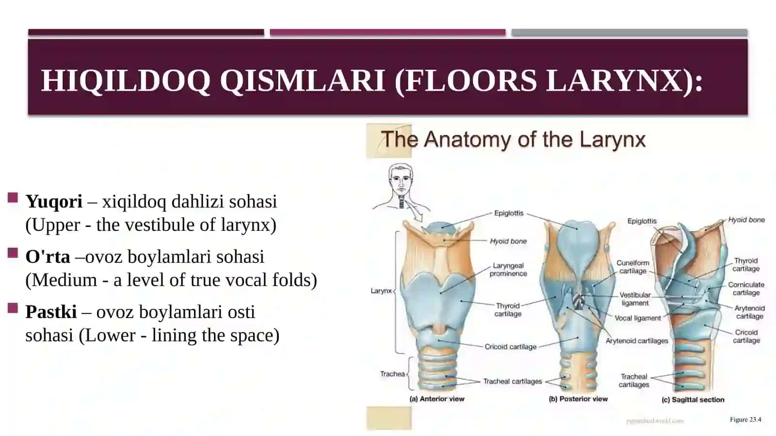 Hiqildoq stenozlari 3