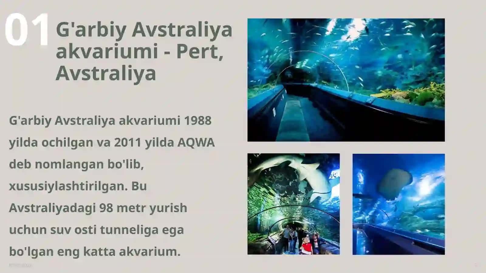 Engkatta 10 ta Dunyodagi Akvariumlar 3