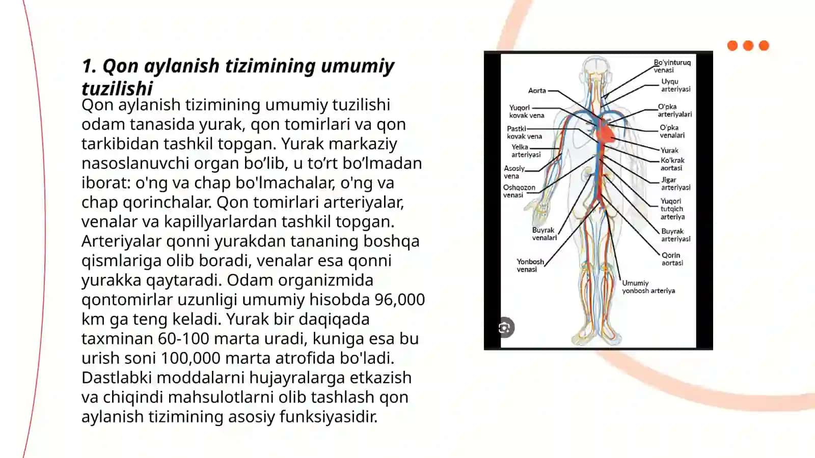 Qon aylanish tizimi gistologiyasi 3