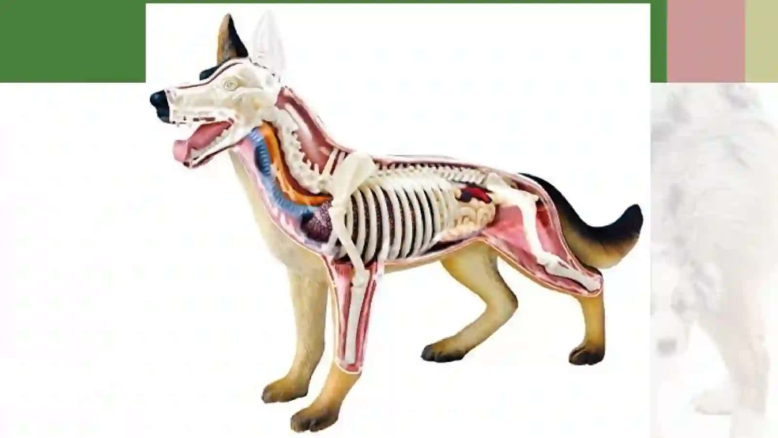 7-sinf Zoologiya 'Itning tashqi tuzilishi, skeleti va muskullari' ko'rgazma 3