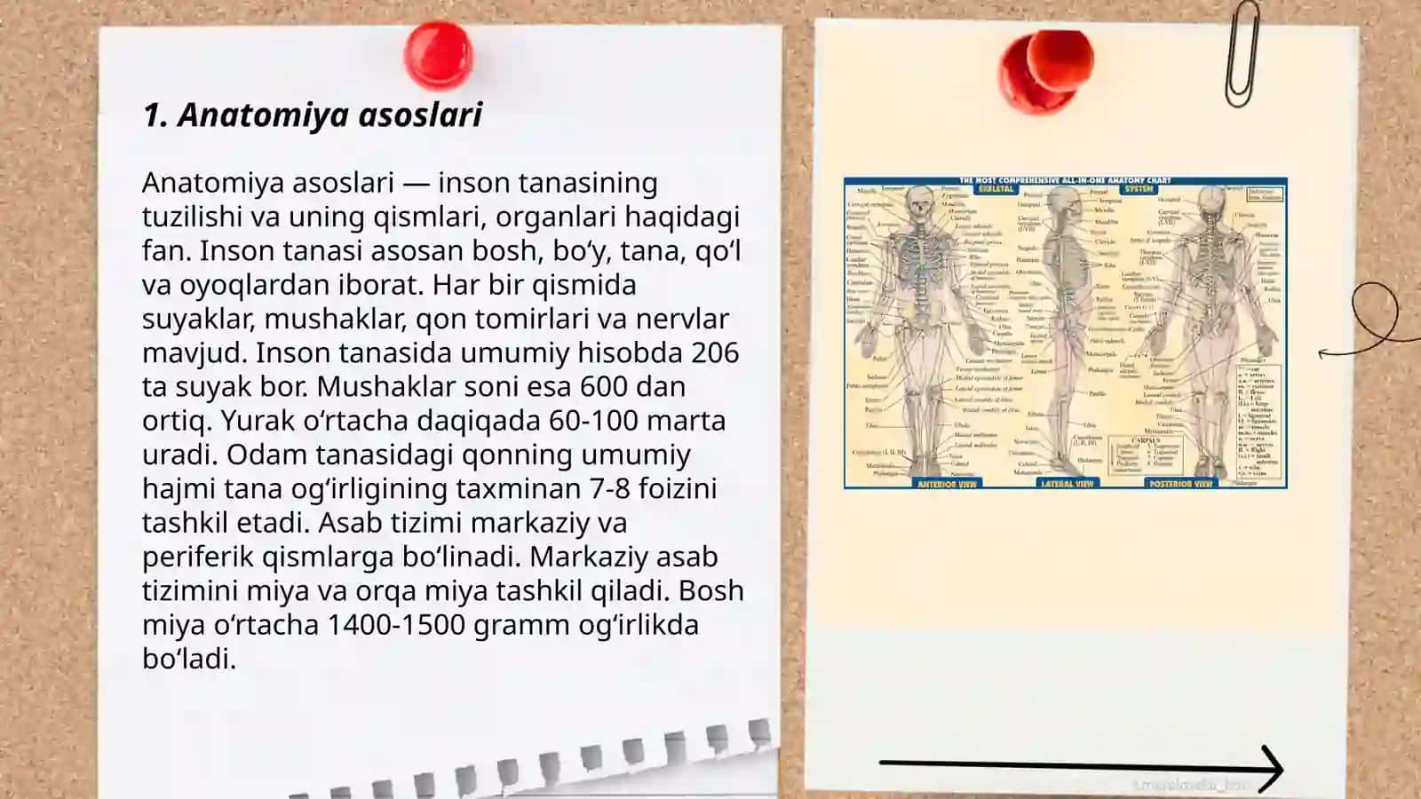 Anatomik terminlar 3