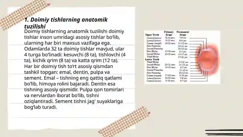 Doimiy tishlarning anatomik tuzilishi 3