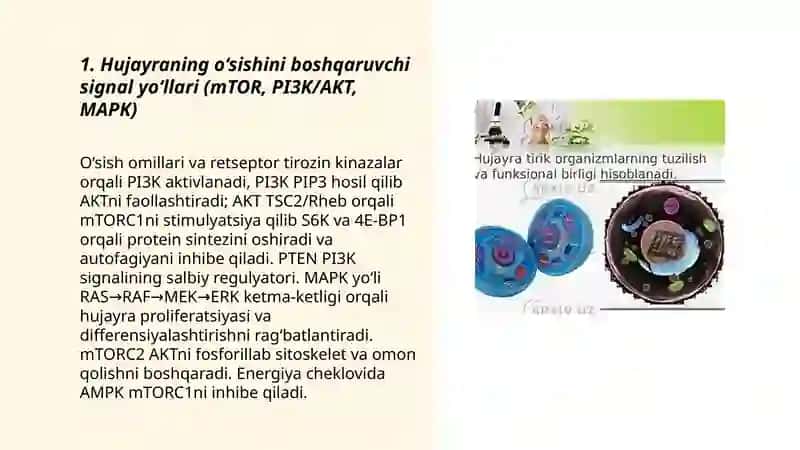 Hujayraing ŏsishi ixtisoslanishini ŏrganish 3