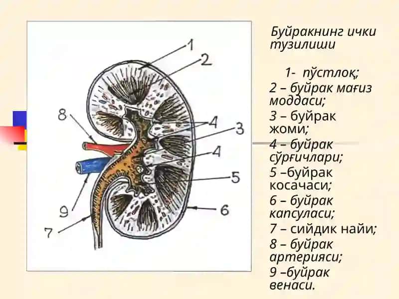 БУЙРАК КАСАЛЛИКЛАРИ БИЛАН КАСАЛЛАНГАН БЕМОРЛАРНИ ТЕКШИРИШ. 3