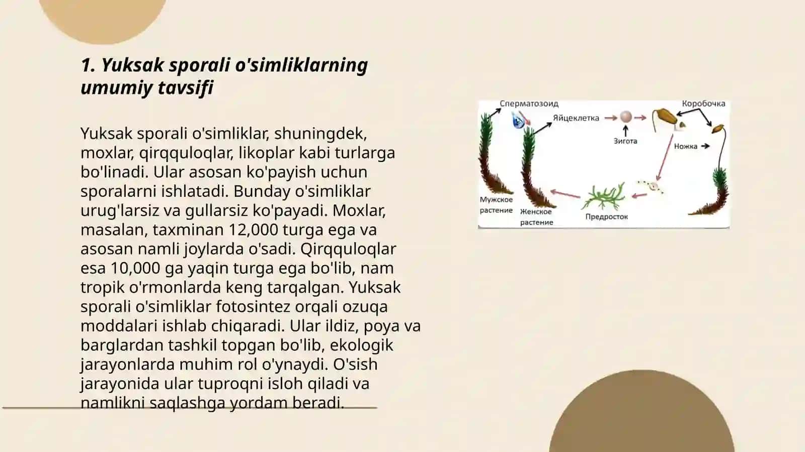 Yuksak sporali o'simliklarnining tuzilishi, ko’payishi va ahamiyati 3