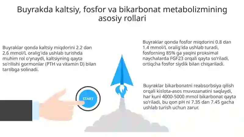 Buyrakning kalsiy,fosfor va bikarbonat almashinuvining ahamiyati 3