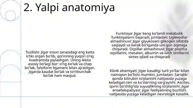 Jigar Anatomiyasi 3