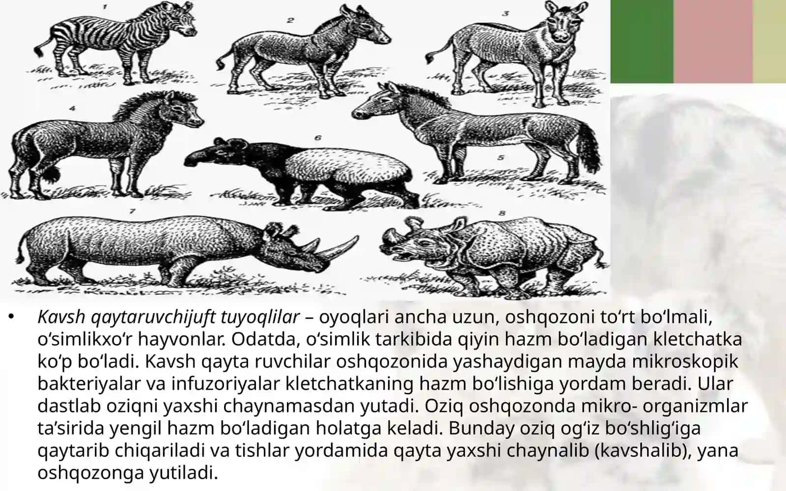 7-sinf Zoologiya 'Tuyoqli sutemizuvchilar' ko'rgazma 3