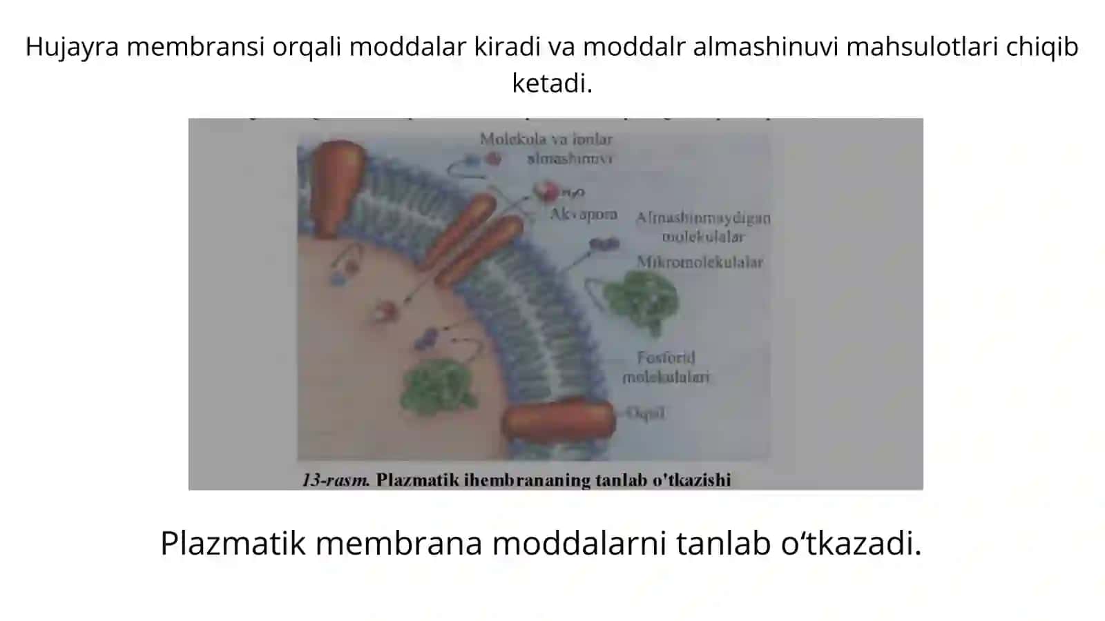Hujayrada moddalar, energiya va malumotlar oqimi.Hujayra polireferatsiyasi muammolarining tibbiyotd 3