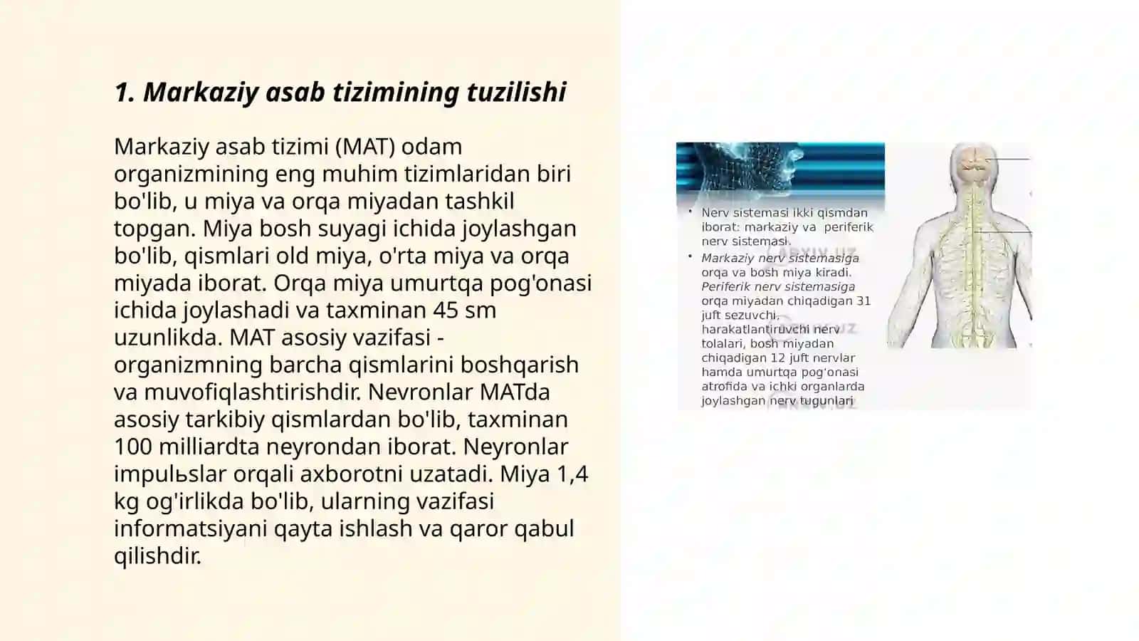 Markaziy asab tizimi haqida tushuncha 3