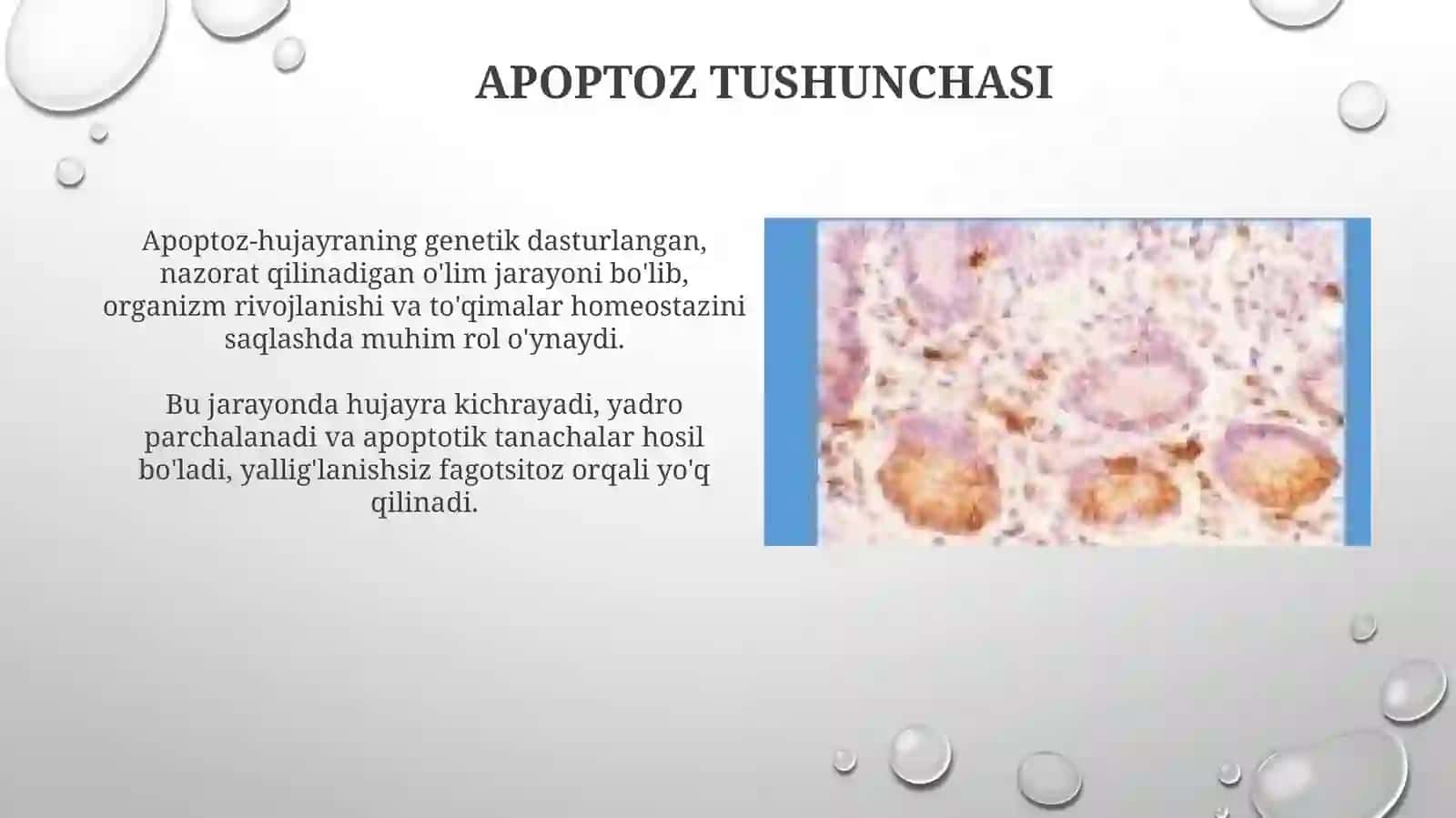 Hujayra apopozisi va uning biologik ahamiyati 3