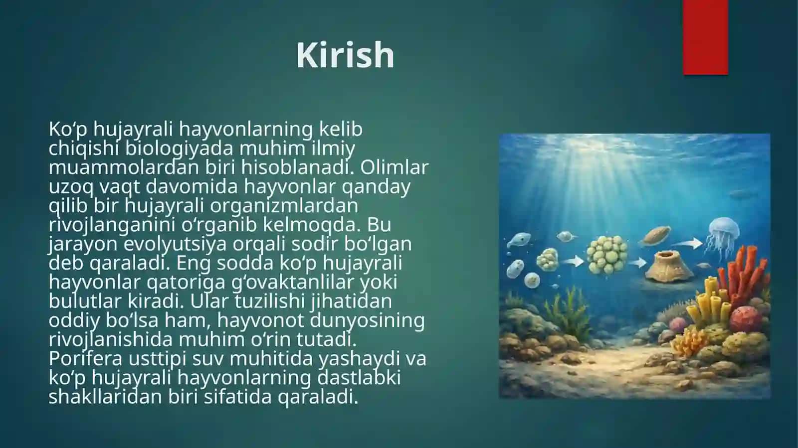 Ko'p hujayrali hayvonlarni kelib chiqishi muammolari. G'ovaktanlilar yoki Bulutlar (Porifera) usttipining umumiy ta'rifi 3