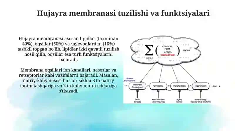 Qoʻzgʻaluvchan to'qimalarda bioelektrik hodisalar 3