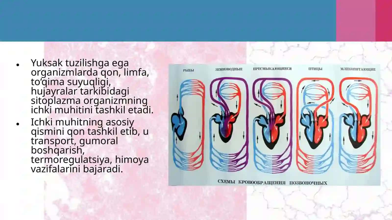 Hayvonlarning qonaylanish organlari evolutsiyasi 3