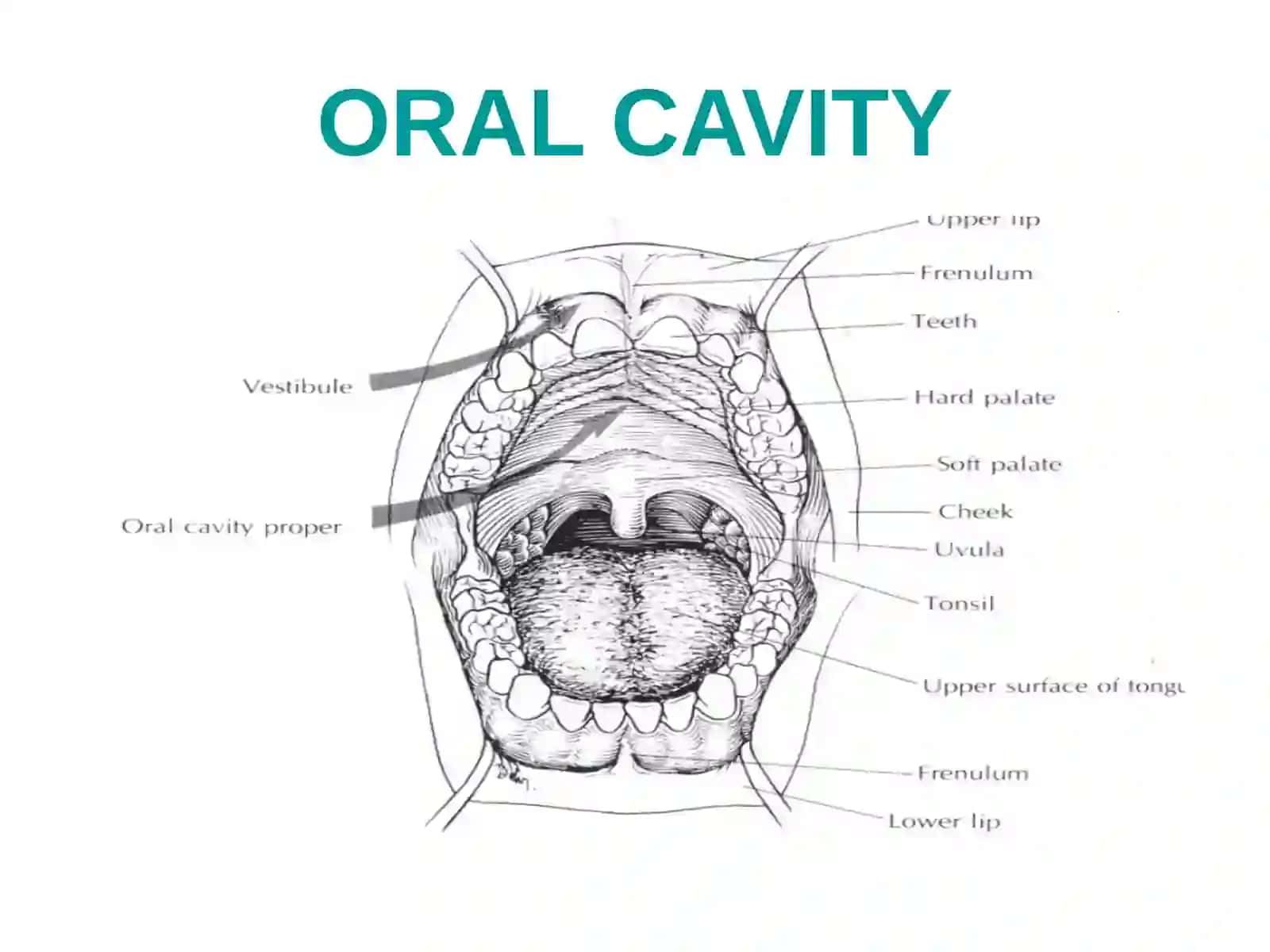 Oral Cavity 3
