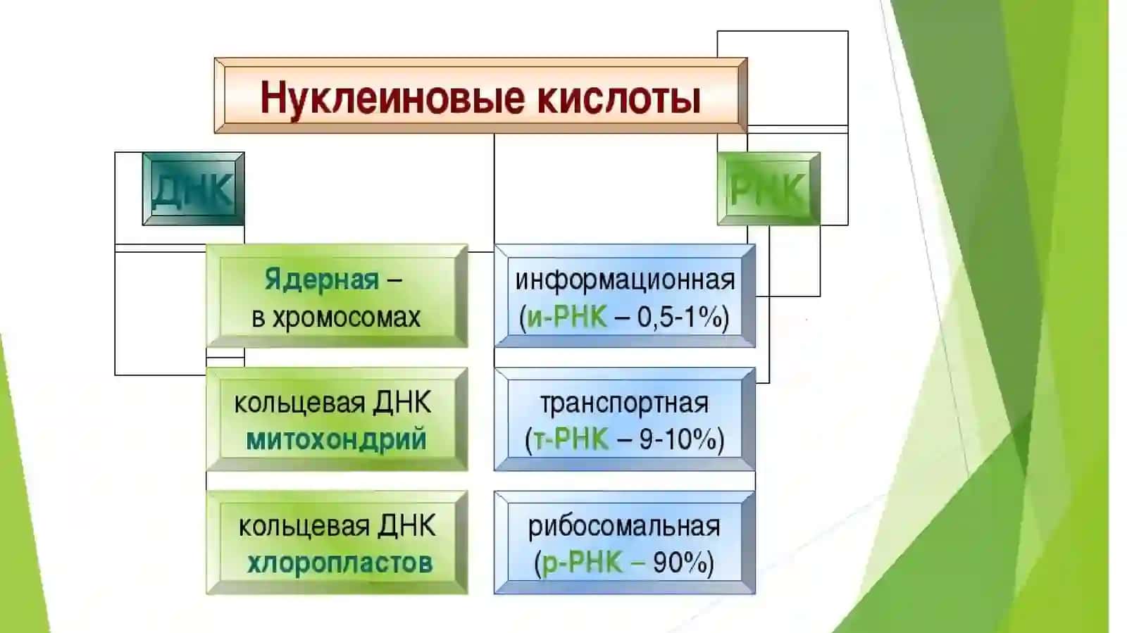 Нуклеин кислоталар 3