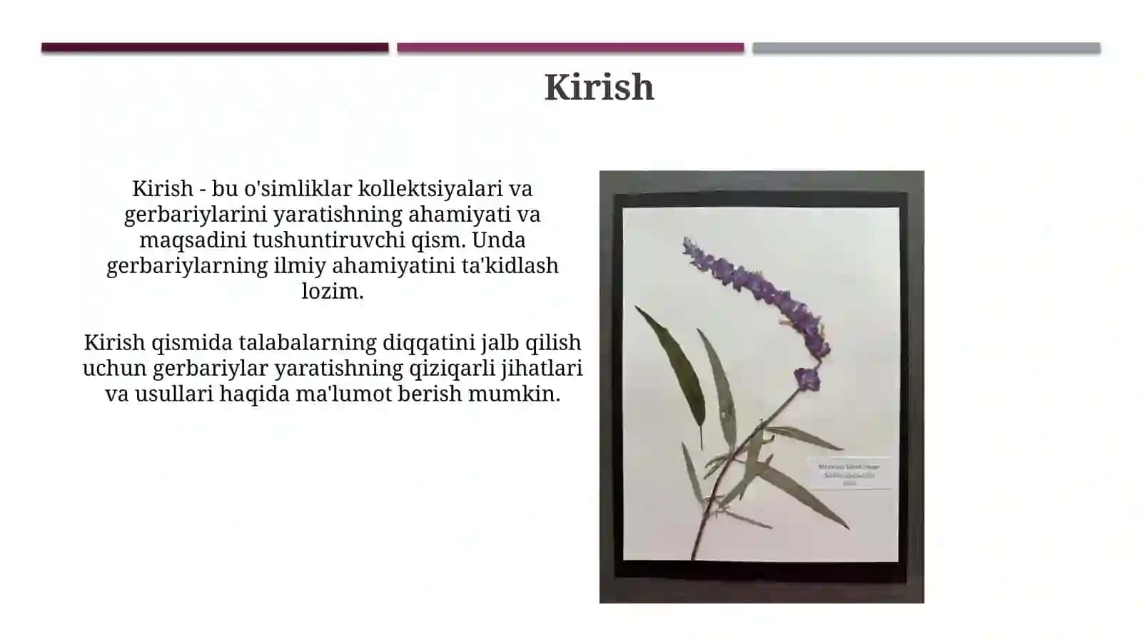 О‘simliklardan gerbariy va kolleksiyalar tayyorlashni o‘rganish metodikasi 3