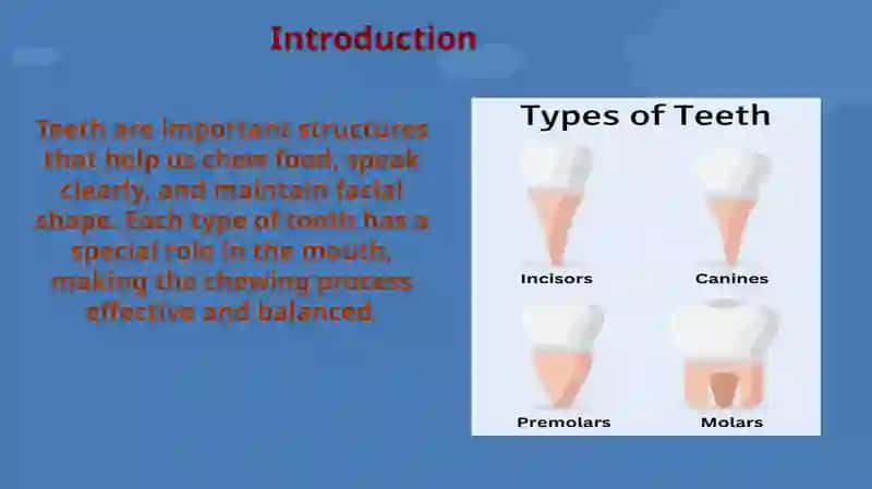 Types of Teeth 3