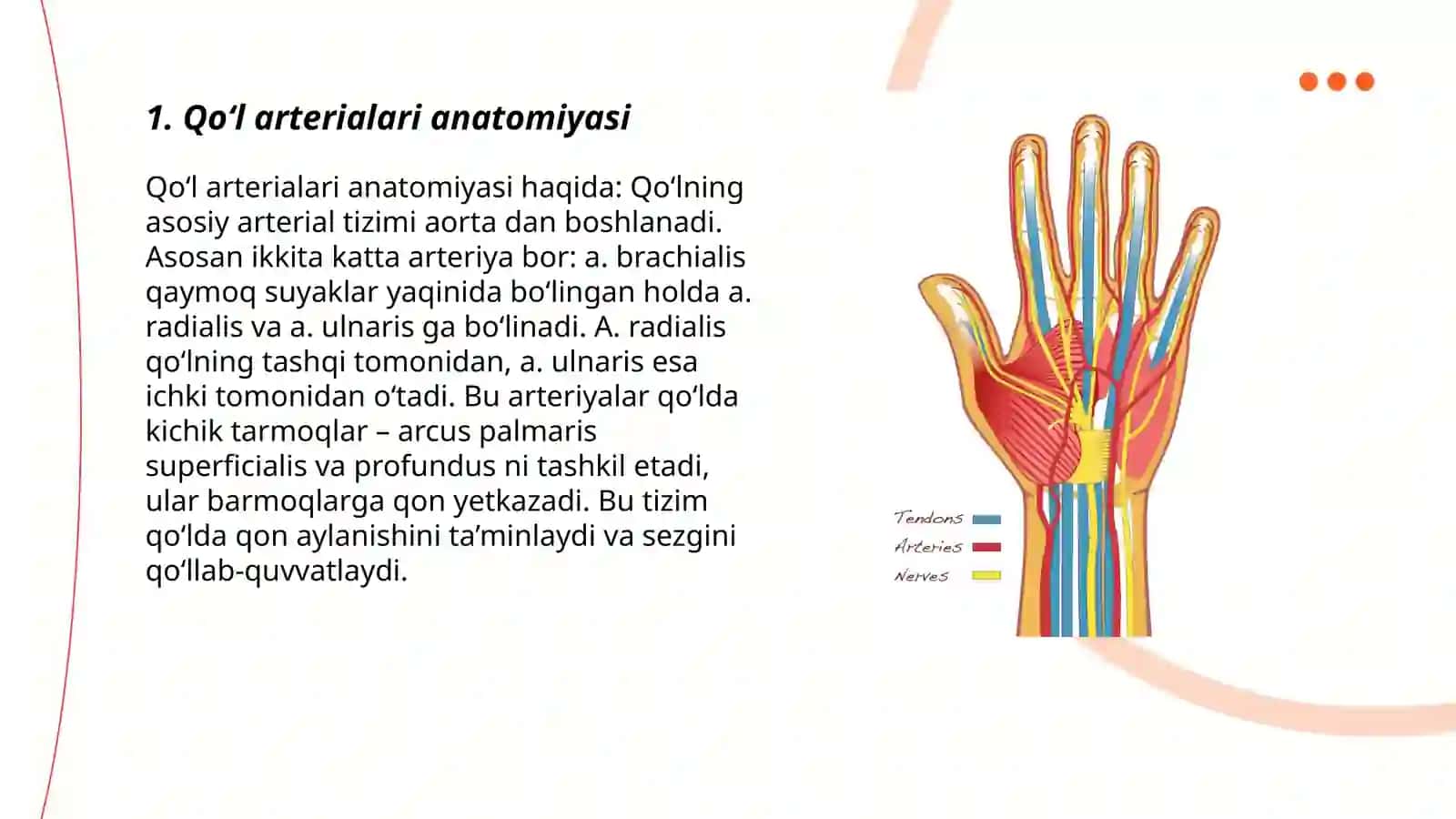 Qoʻl va oyoq arterialari: tarmoqlari,pulsatsiya nuqtalari 3