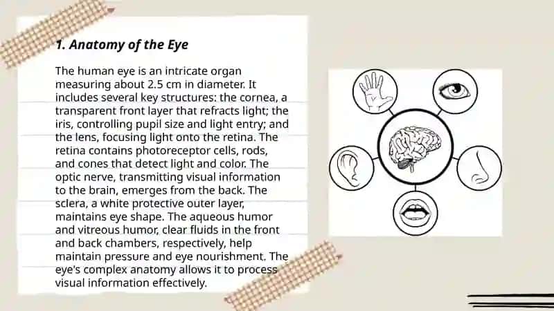 Sensory organs system 3