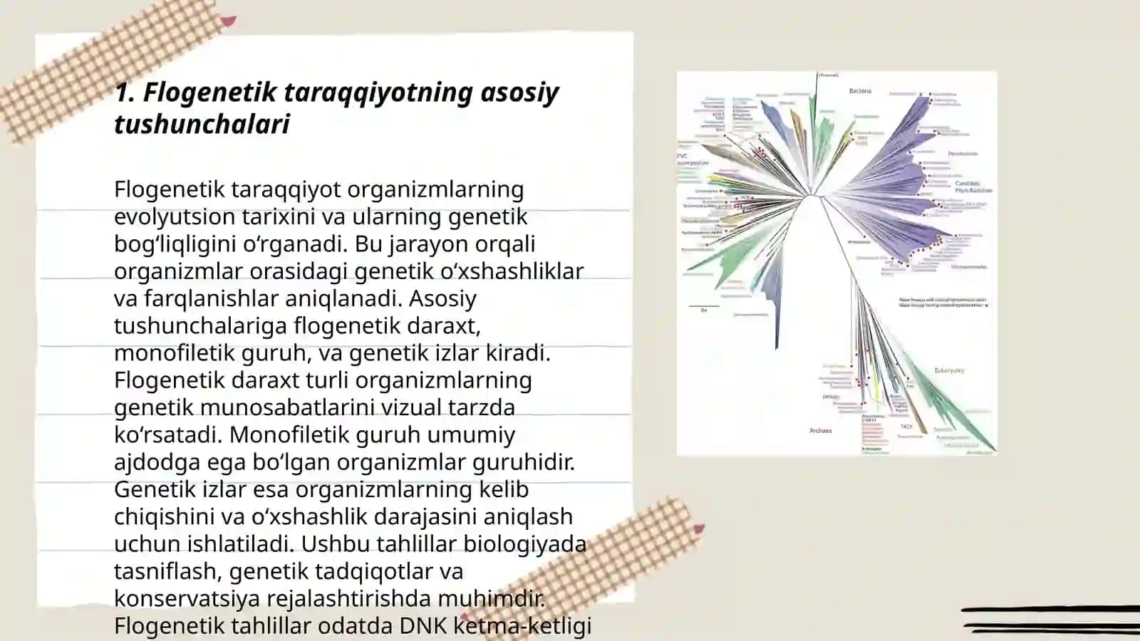 Pisixikaning flogenetik taraqqiyoti 3