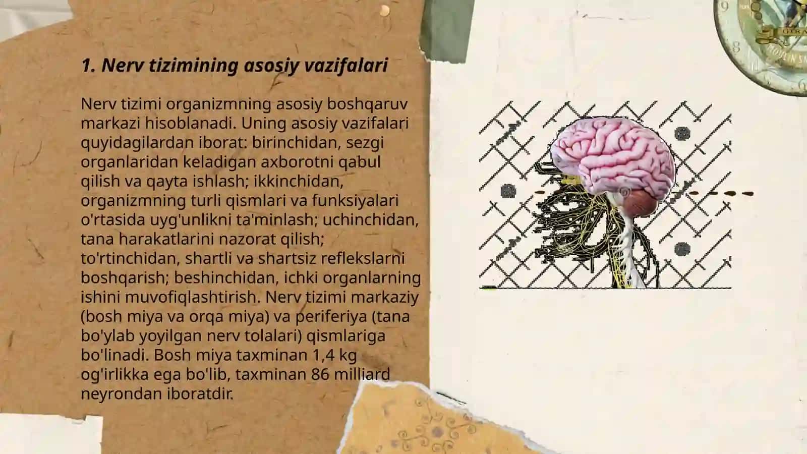 Nerv sistemasining ahamiyati va gigiyenasi 3