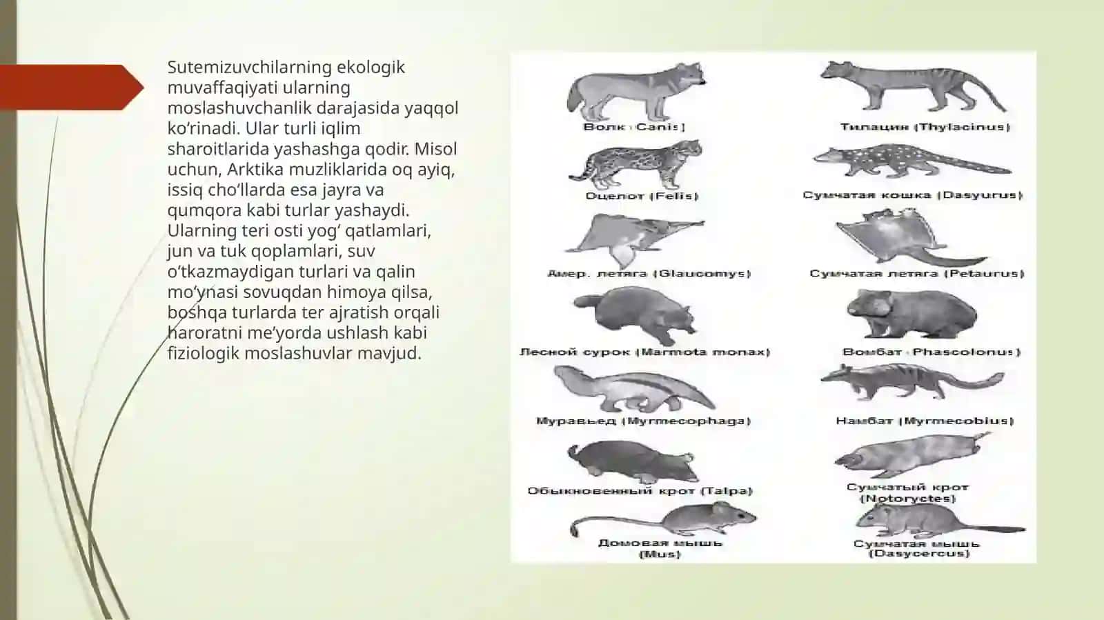 O’zbekiston“Qizilkitob”igakiritilgansutemizuvchihayvonlar 3