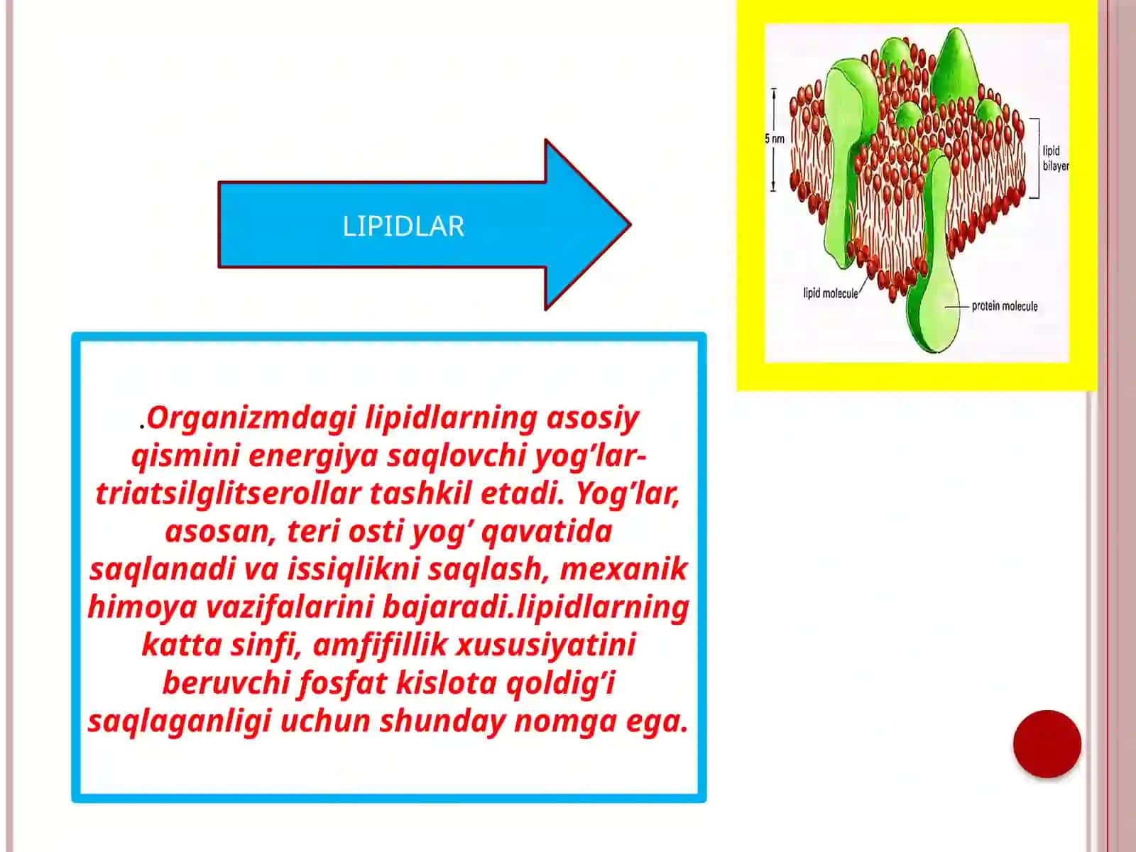 Biokimyofan: "Yog' bosishi, semirish" 3