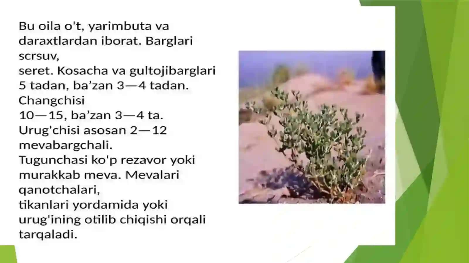 Tuyatovondoshlarva Zubturumdoshlar oilalari 3