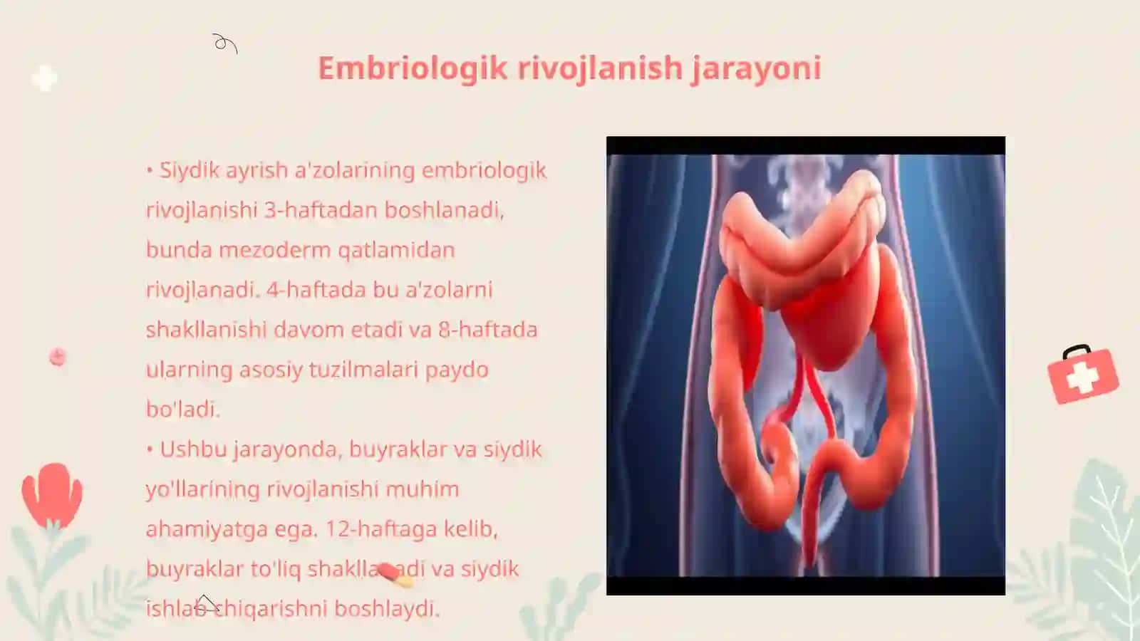 Siydik ayrish a'zolarining rivojlanish bosqichlari 3