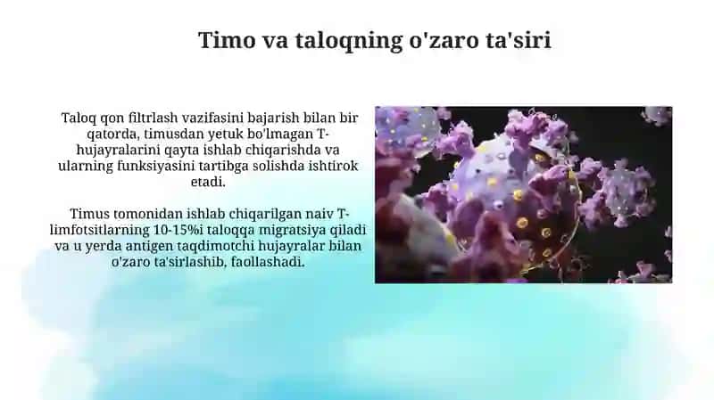 Immunitet Sistemining Periferik Organlari: Taloq 3