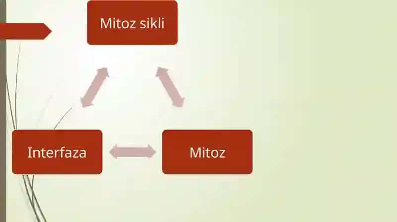 Hujayralarning mitotik va Hayotiy sikli. Hujayra proliferatsiyasi. 3