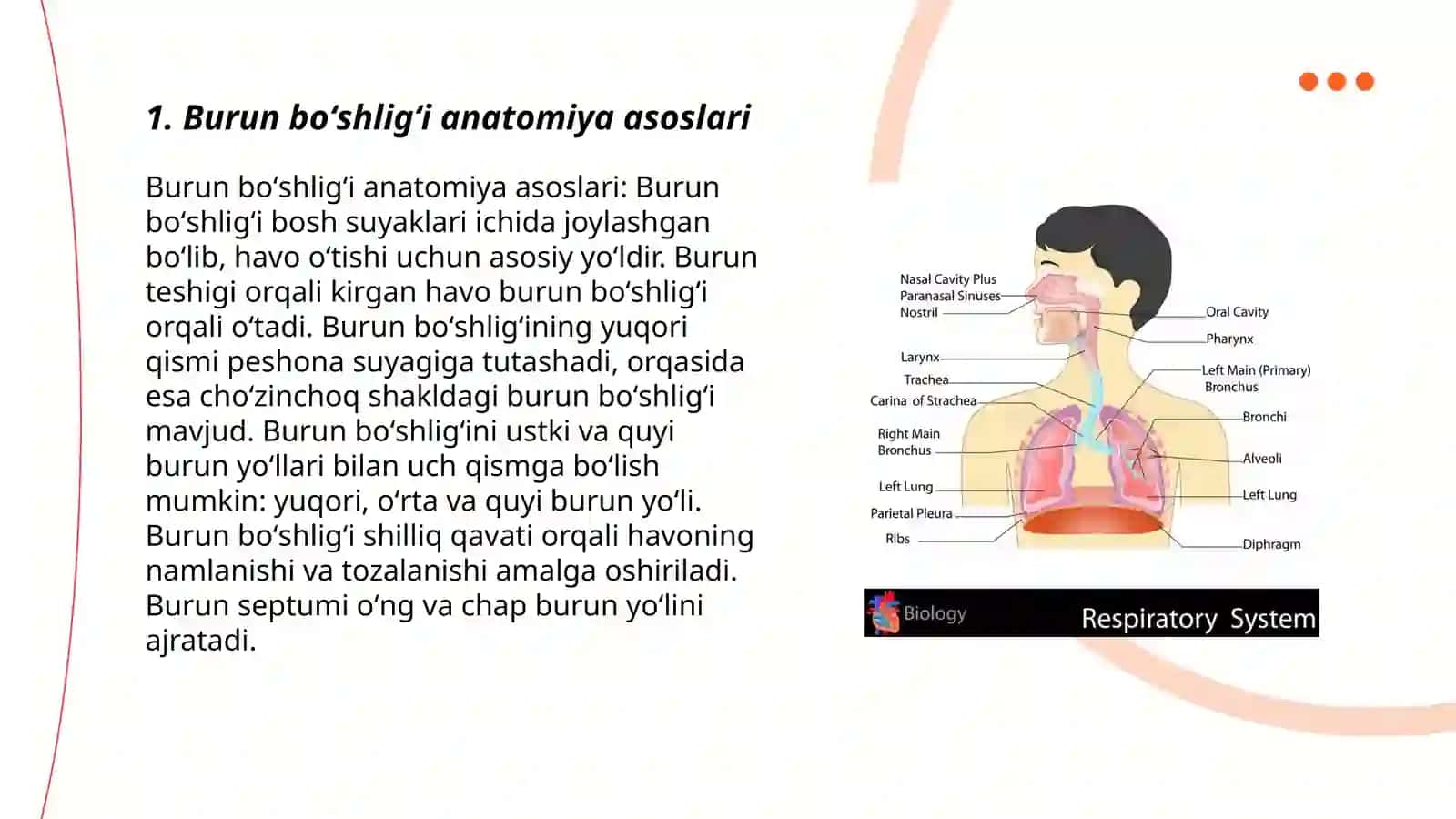 Nafas olish sistemasi va burun boʻshligʻi anatomiyasi 3