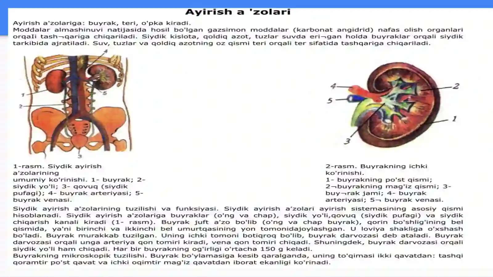 Ayirish tizimi tuzilishi va fiziologiyasi 3