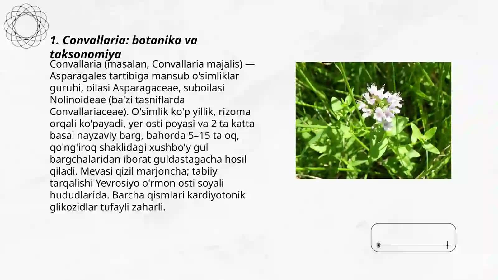 Convallaria 3