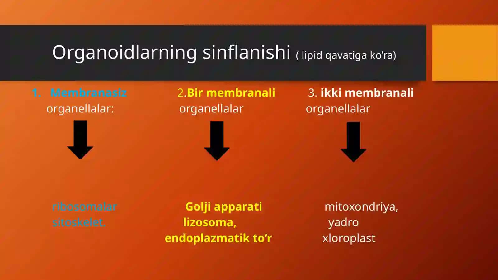Organoidlar 3