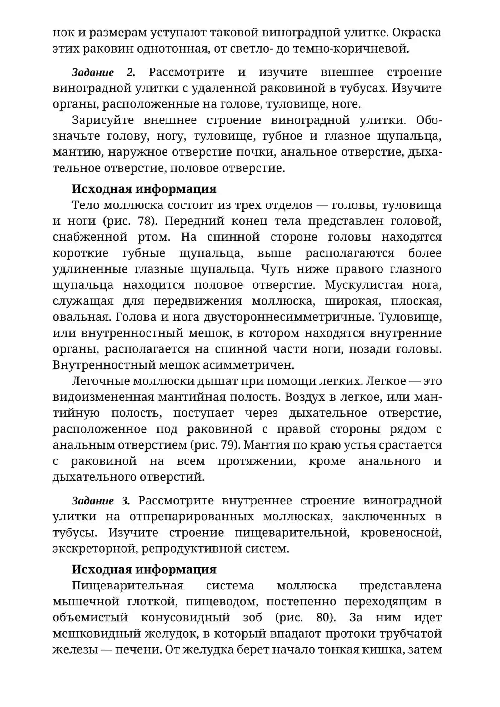 ОСОБЕННОСТИ СТРОЕНИЯ БРЮХОНОГИХ МОЛЛЮСКОВ 3