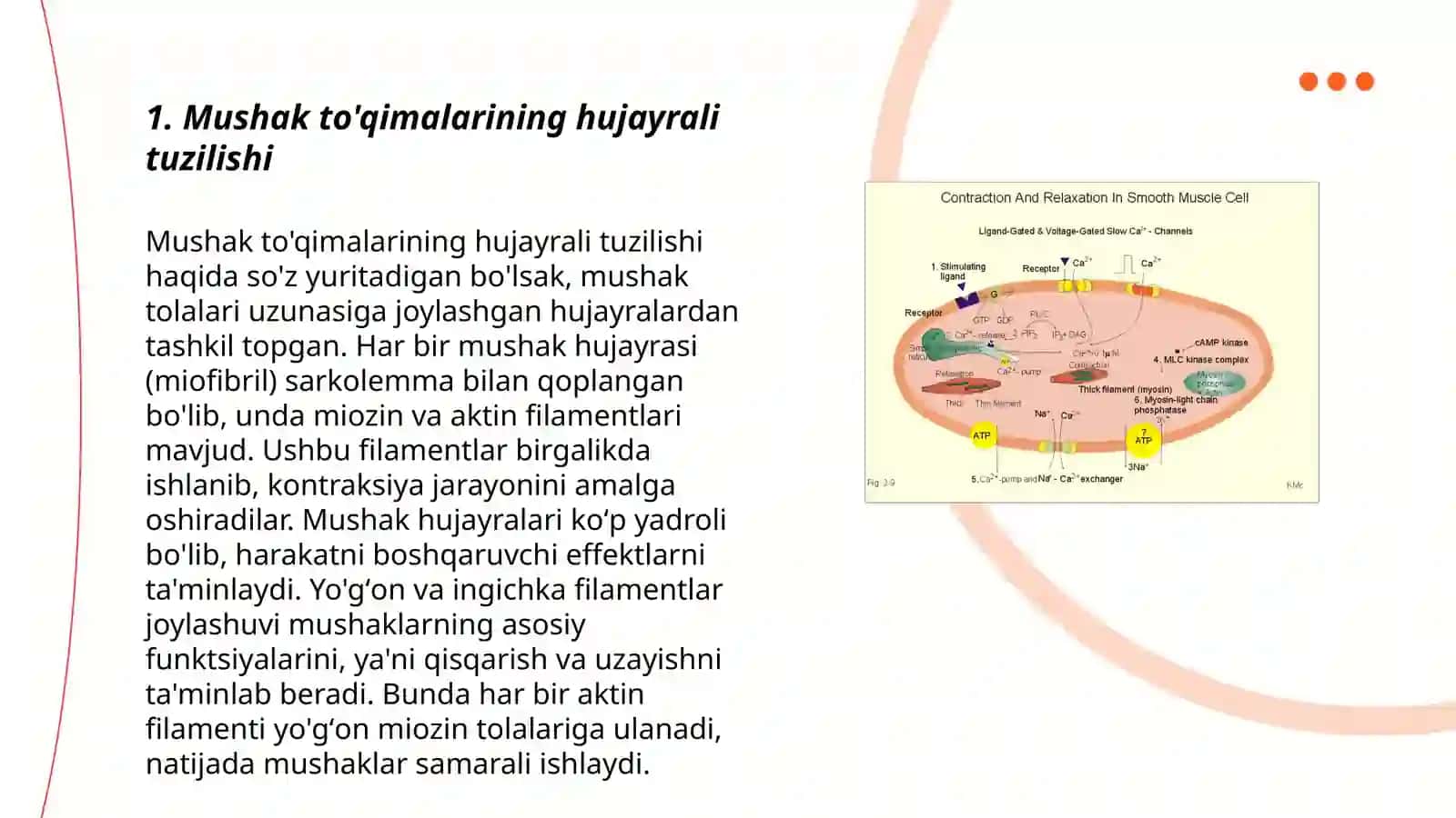 Mushak qisqarish mexanizmining morfologik asoslari 3