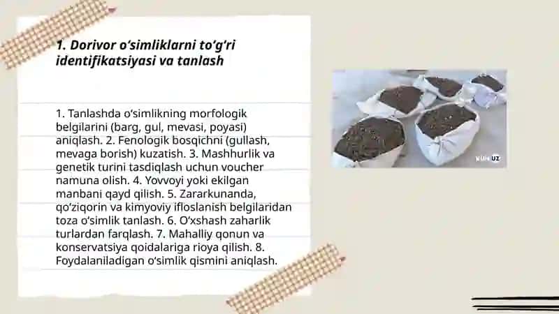 Dorivor oʻsimliklarni yigʻish quritish va saqlash 3
