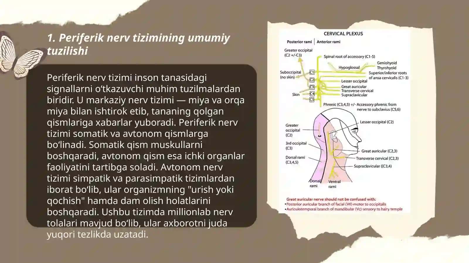 Periferik nerv tizimi funksional anatomiyasi. Orqa miya nervlarini hosil boʻlishi. Orqa miya nervlarining orqa shoxlari. Koʻkrak nervlari. Boʻyin chigali 3