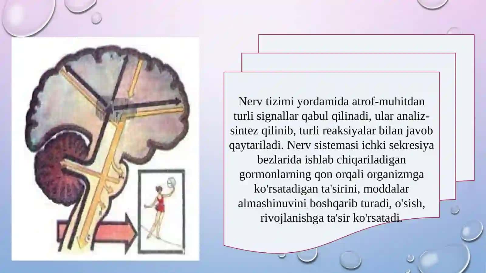 Nerv sistemasining ahamiyati 3