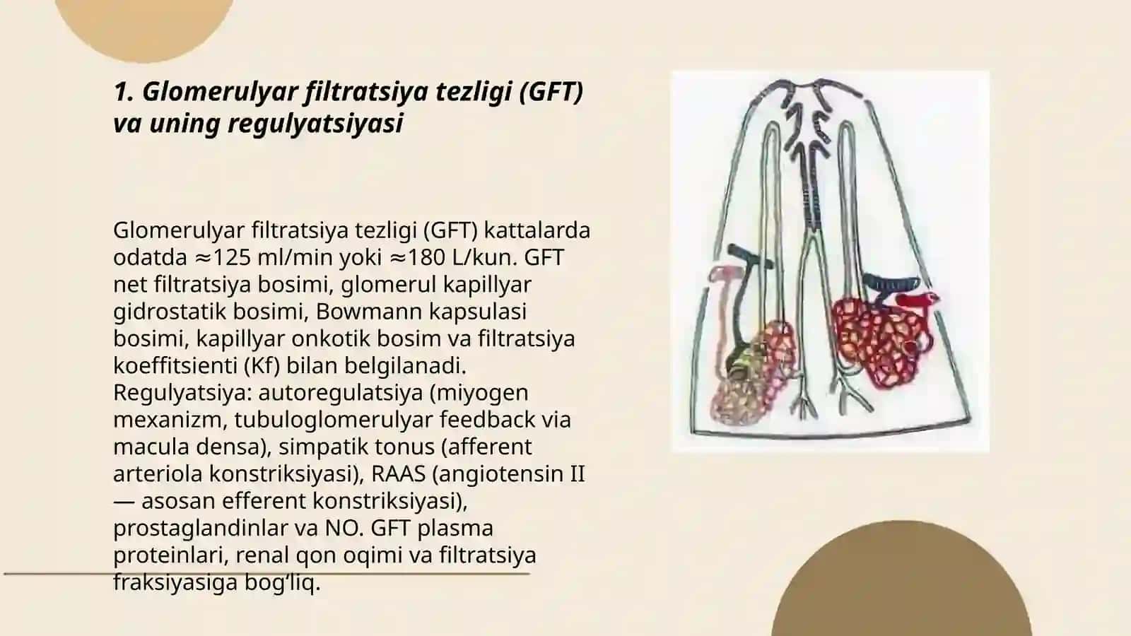 Buyrakning gomeostatik va sekretor funktsiyalari 3