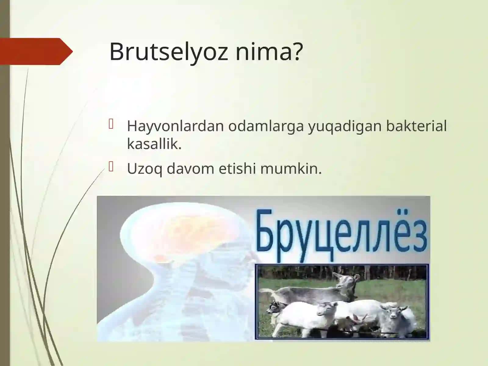 Brutselyoz 3