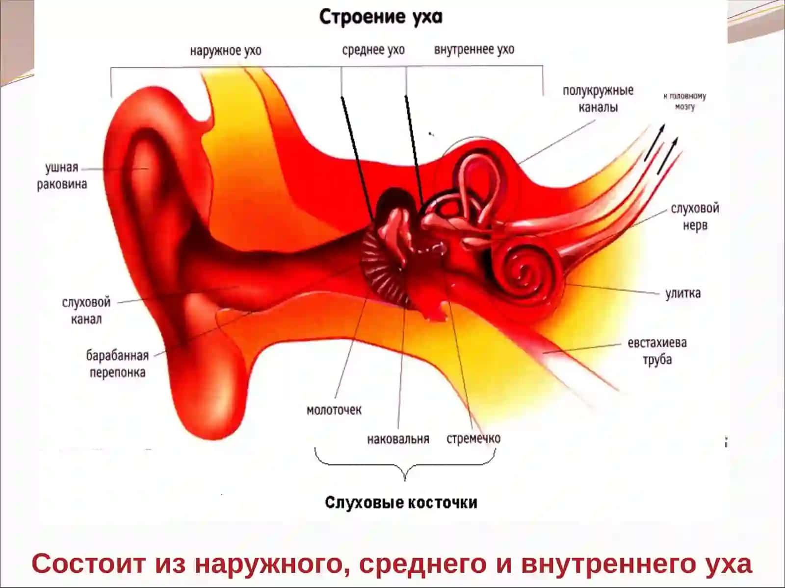 Орган слуха и равновесия 3