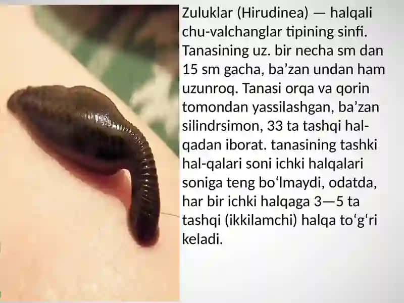 Zuluklar va Ikkipallalimolluskalar sinfi 3