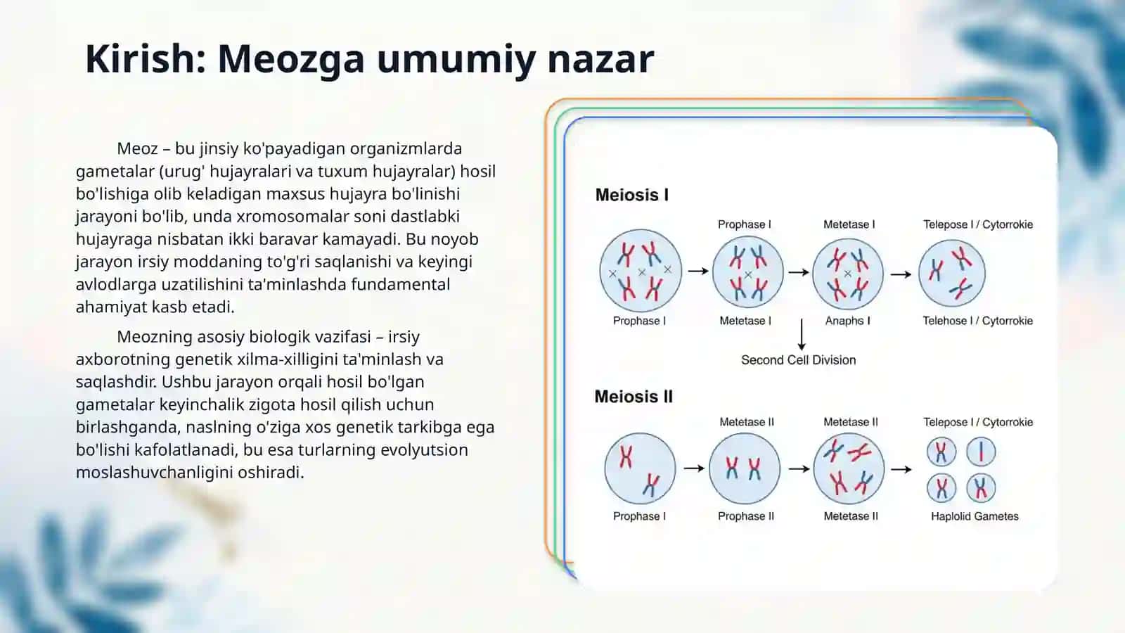 Meyozning biologik ahamiyati 3
