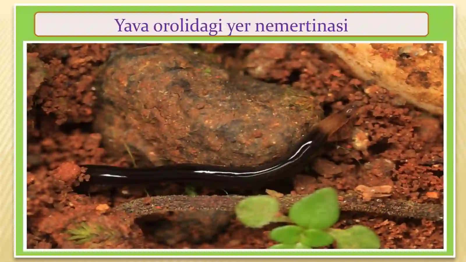 Nemirtinlarni qonaylanish va nafas olish sistemalari 3