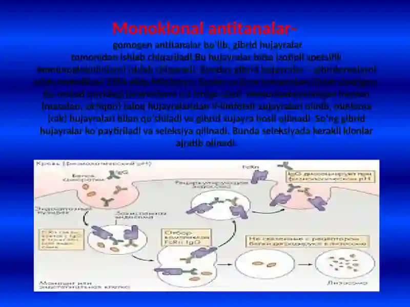 Monoklonal antitelalar. Monoklonal a antitelalarni olish asoslari. Gibridom monoklonal antitelalarni  ishlatilishi. 3